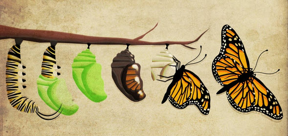 Monarch Life Cycles