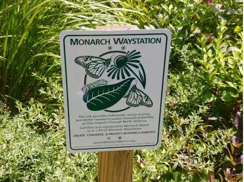 Monarch Waystation