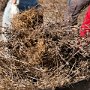 Hawling the weeds away to be placed in the dumpster.