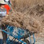 Hawling more weeds away to be placed in the dumpster.